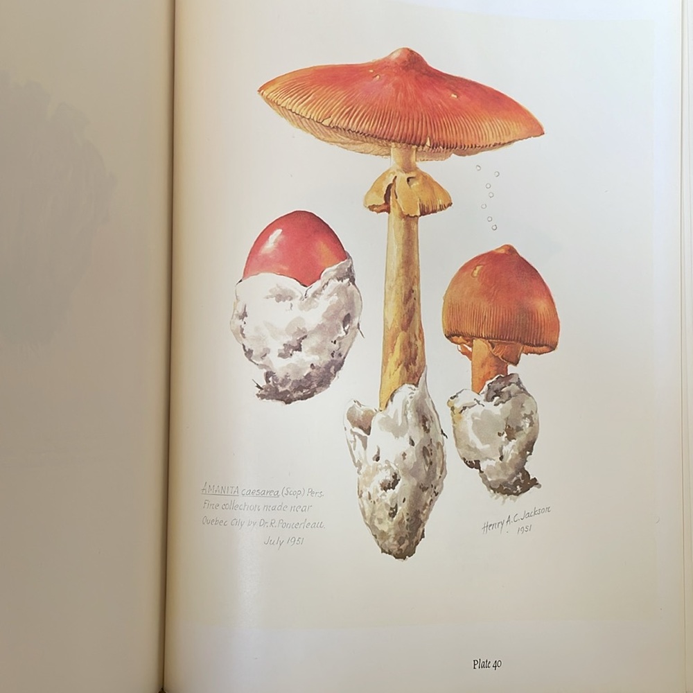 Mr Jackson's Mushrooms Hardcover Book - Beige Cover - Picture 10 of 16